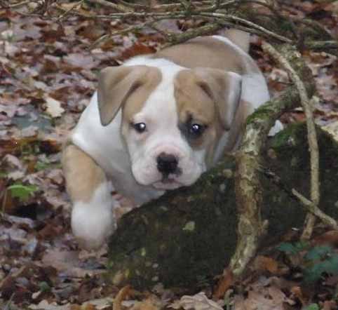 amerikaanse bulldog pup